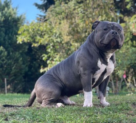 American Bully zu verkaufen
