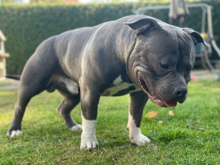 American Bully zu verkaufen