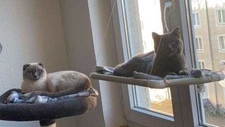 2 britisch kurz Haar Katze