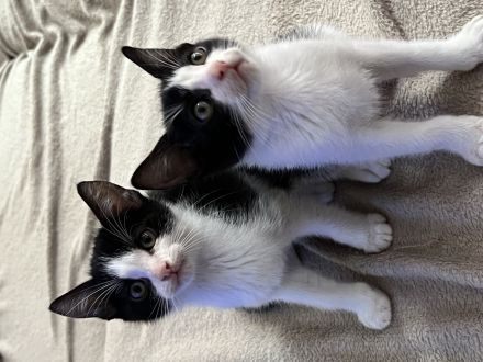 3 Monate alte Kätzchen suchen neues Zuhause 💕