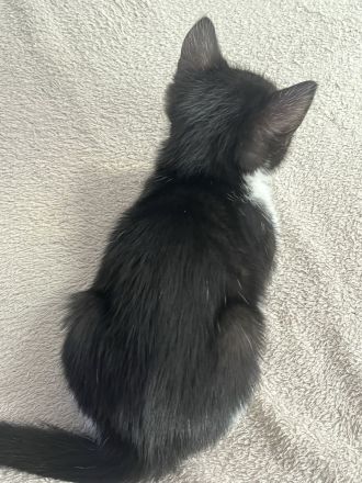 3 Monate alte Kätzchen suchen neues Zuhause 💕