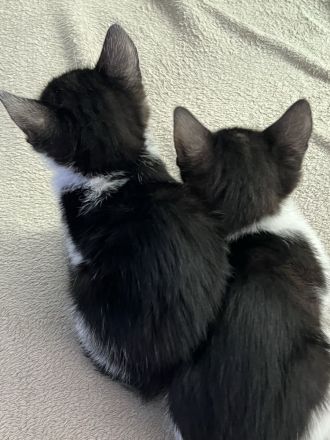 3 Monate alte Kätzchen suchen neues Zuhause 💕