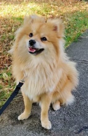 Der mike such ein neues zu hause