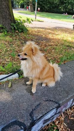 Der mike such ein neues zu hause