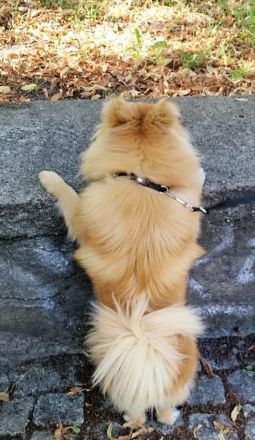 Der mike such ein neues zu hause