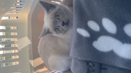 Britisch kurzhaarkatze