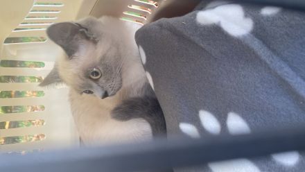 Britisch kurzhaarkatze