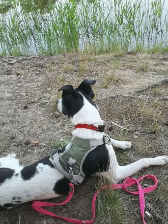 Mischlingshuendin American Shephard