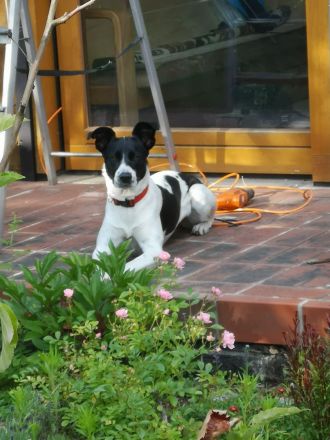 Mischlingshuendin American Shephard