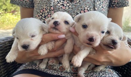 Malteser Welpen sofort abgabebereit