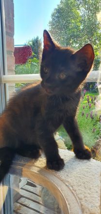 Kater schwarz getigert