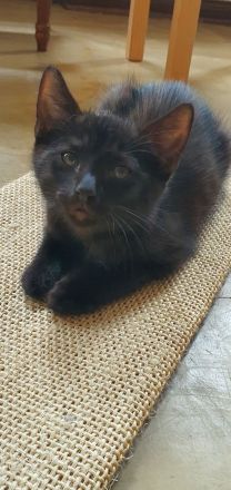 Kater schwarz getigert