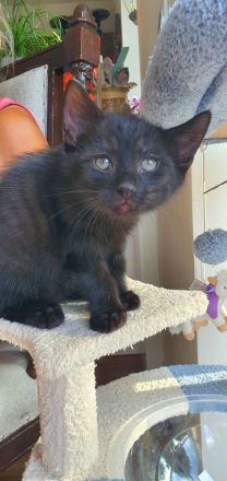 Kater schwarz getigert