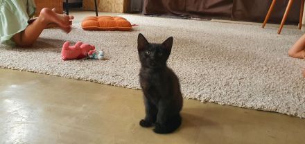 Kater schwarz getigert