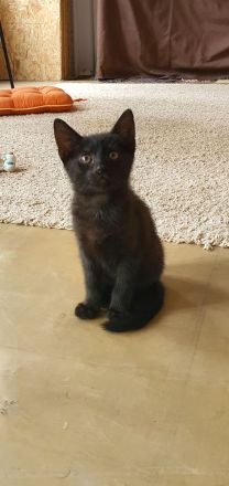 Kater schwarz getigert