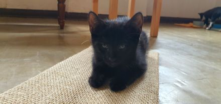 Kater schwarz getigert