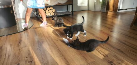 Kater schwarz getigert