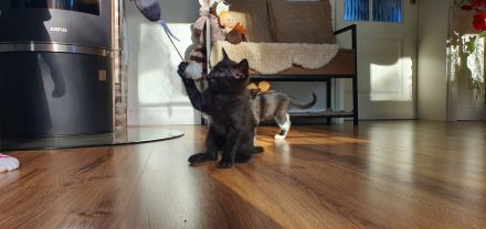 Kater schwarz getigert