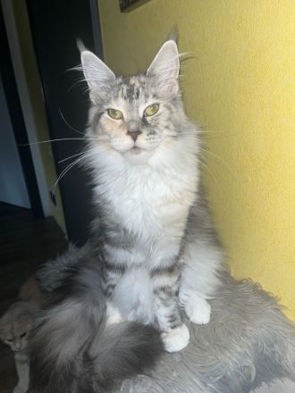 Maine Coon
