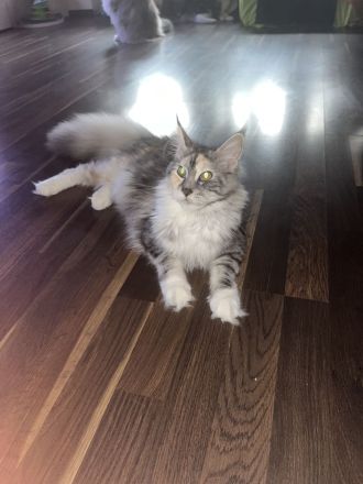 Maine Coon