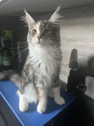 Maine Coon