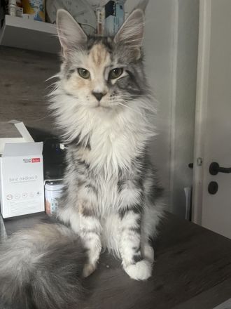Maine Coon