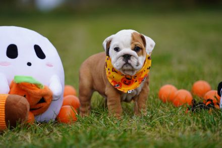 Reinrassige Freiatmende Englische Bulldogge Welpen auf Familiensuche