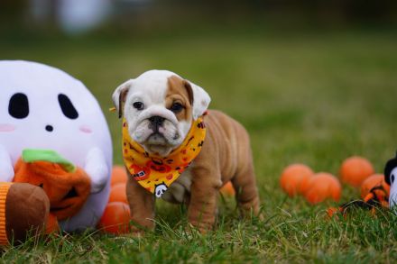 Reinrassige Freiatmende Englische Bulldogge Welpen auf Familiensuche