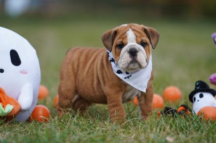Reinrassige Freiatmende Englische Bulldogge Welpen auf Familiensuche