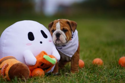 Reinrassige Freiatmende Englische Bulldogge Welpen auf Familiensuche