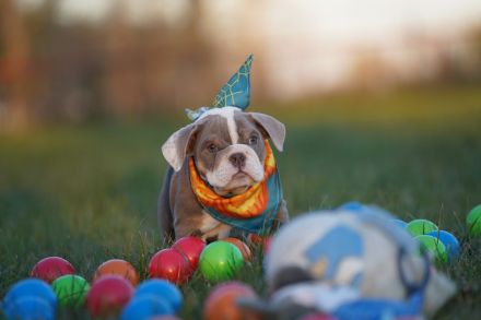 Reinrassige Freiatmende Englische Bulldogge Welpen auf Familiensuche