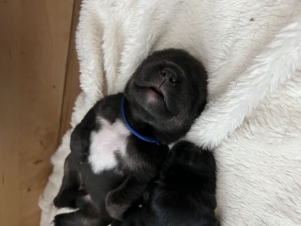 Tibet Dogge, Do Khyi Mix