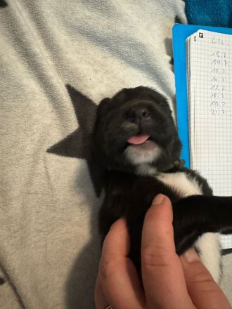 Tibet Dogge, Do Khyi Mix