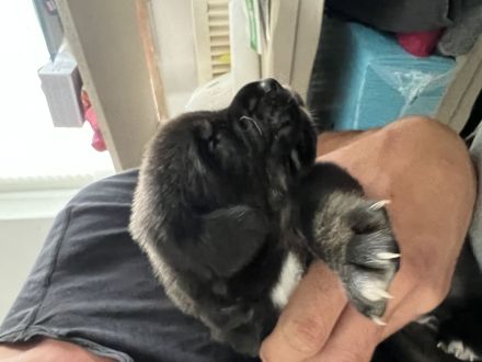 Tibet Dogge, Do Khyi Mix