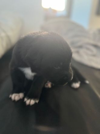 Tibet Dogge, Do Khyi Mix