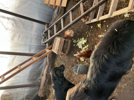 Tibet Dogge, Do Khyi Mix