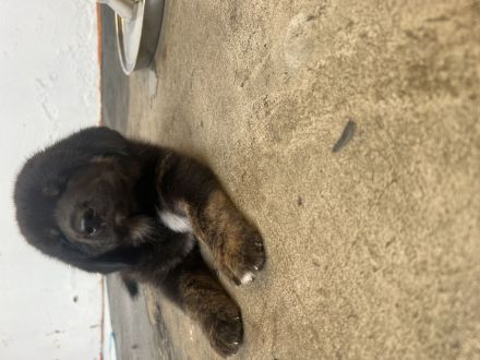 Tibet Dogge, Do Khyi Mix