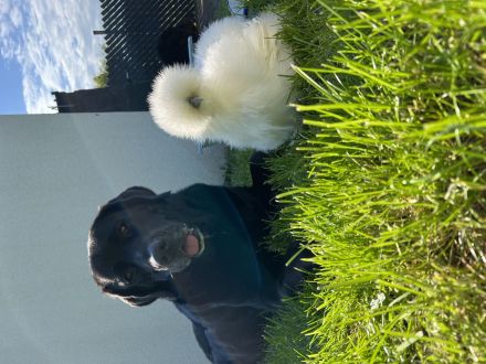 Tibet Dogge, Do Khyi Mix