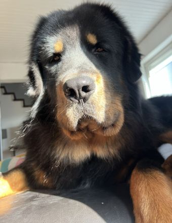 Tibet Dogge, Do Khyi Mix