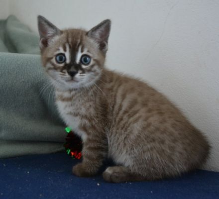 Bengal Kitten in mink charcoal + mink solid, Abgabe Ende September