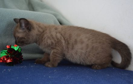 Bengal Kitten in mink charcoal + mink solid, Abgabe Ende September