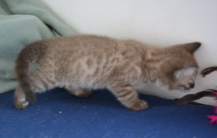 Bengal Kitten in mink charcoal + mink solid, Abgabe Ende September
