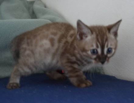 Bengal Kitten in mink charcoal + mink solid, Abgabe Ende September