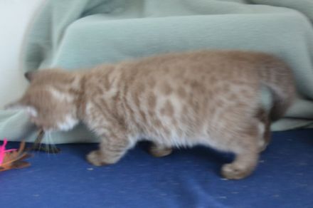 Bengal Kitten in mink charcoal + mink solid, Abgabe Ende September
