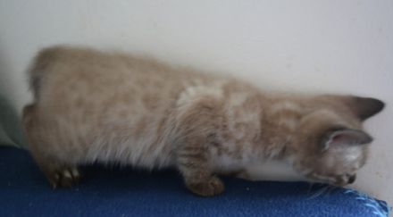 Bengal Kitten in mink charcoal + mink solid, Abgabe Ende September