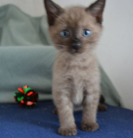 Bengal Kitten in mink charcoal + mink solid, Abgabe Ende September