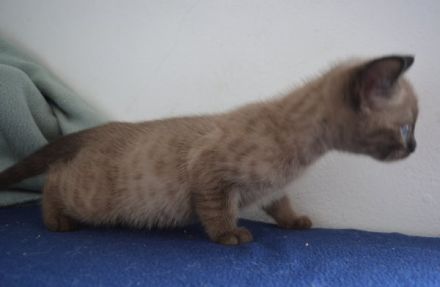 Bengal Kitten in mink charcoal + mink solid, Abgabe Ende September