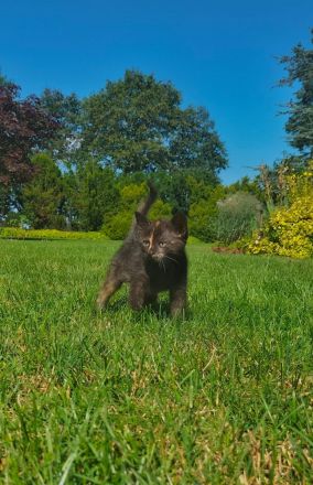 Europäische Kurzhaar Kitten