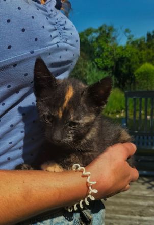 Europäische Kurzhaar Kitten