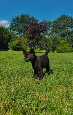 Europäische Kurzhaar Kitten